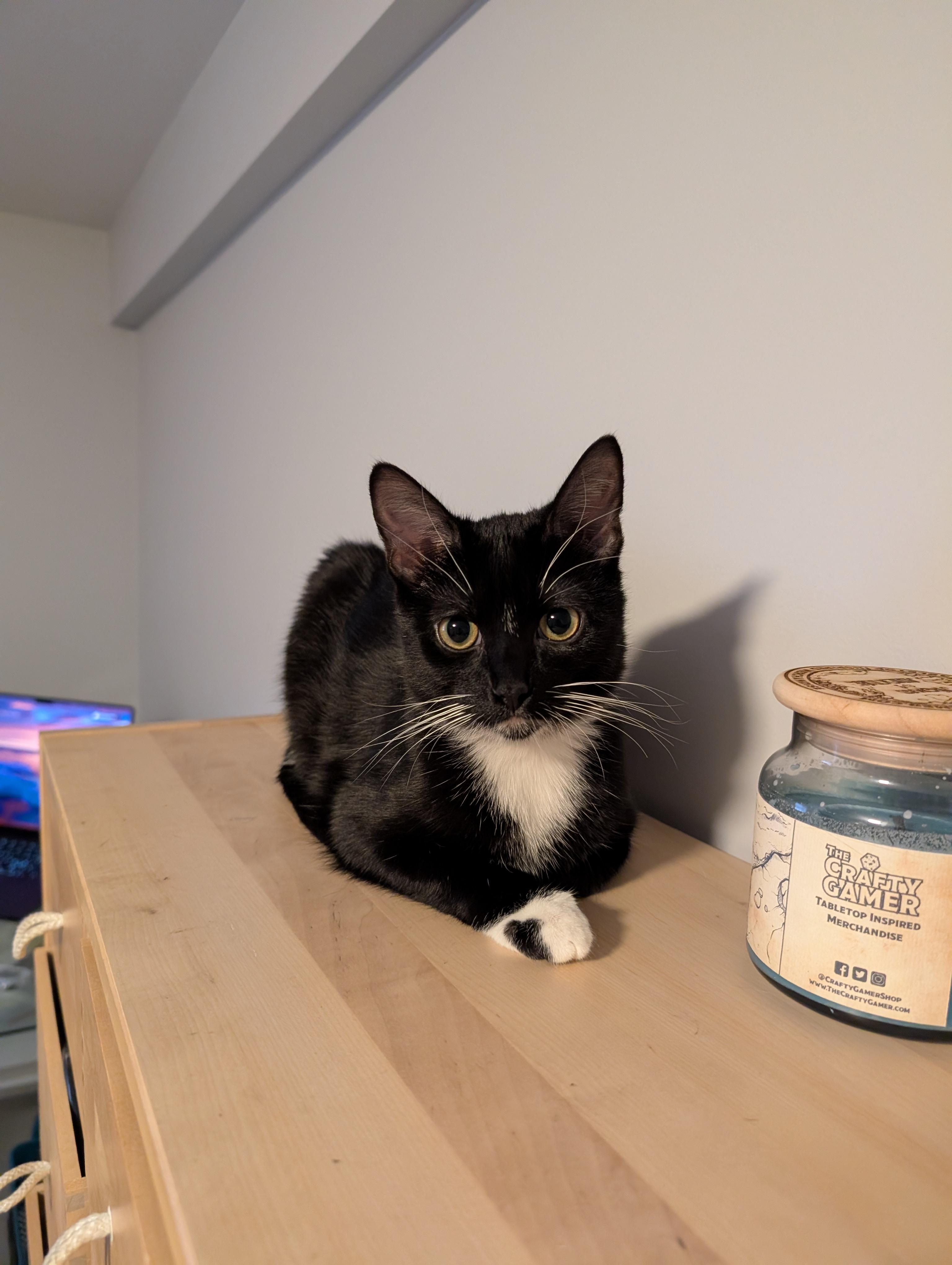 Kiki, Adoptable, Young Female Domestic Short Hair.