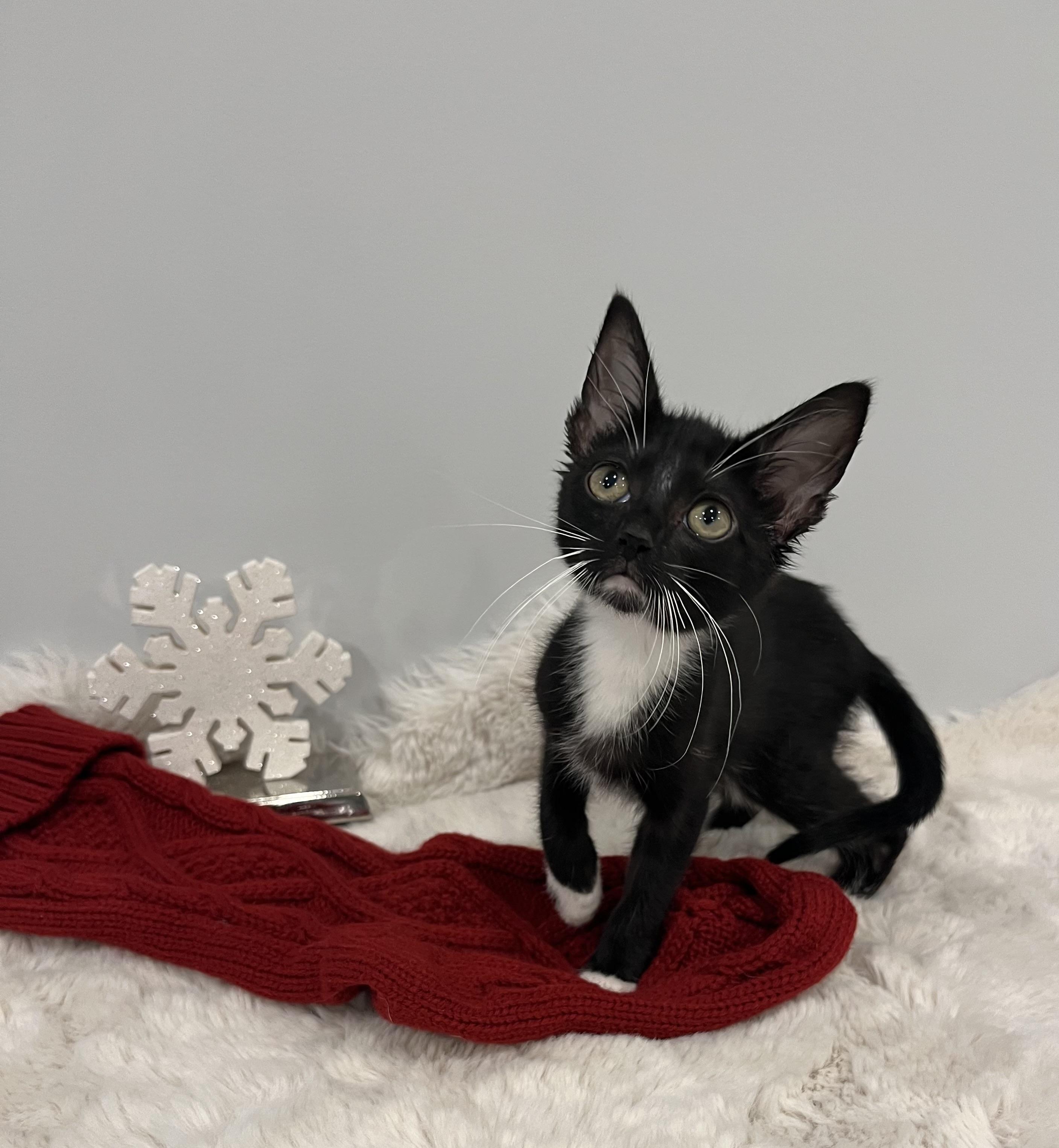 Enlarge Kiki, a Adoptable Domestic Short Hair in Chicago, IL image 3/3