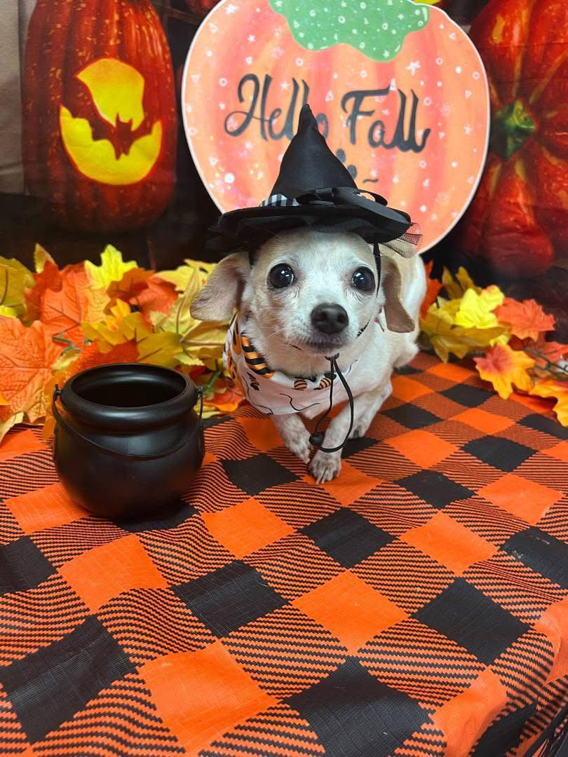 Enlarge Laverne, a Adopted Chihuahua in Springville, NY image 3/3