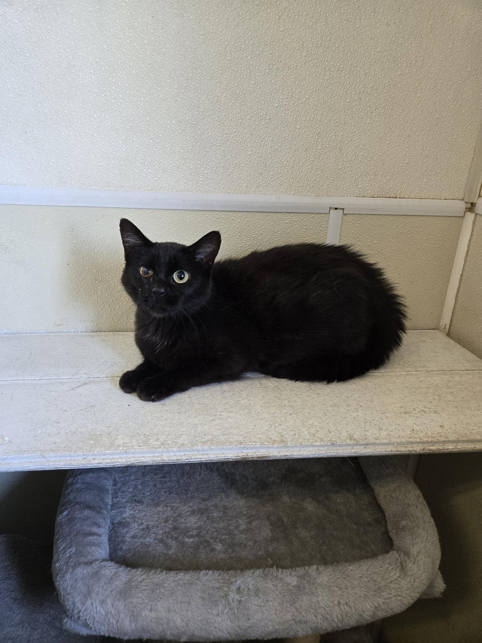 Broomy, Adoptable, Adult Female Domestic Short Hair.