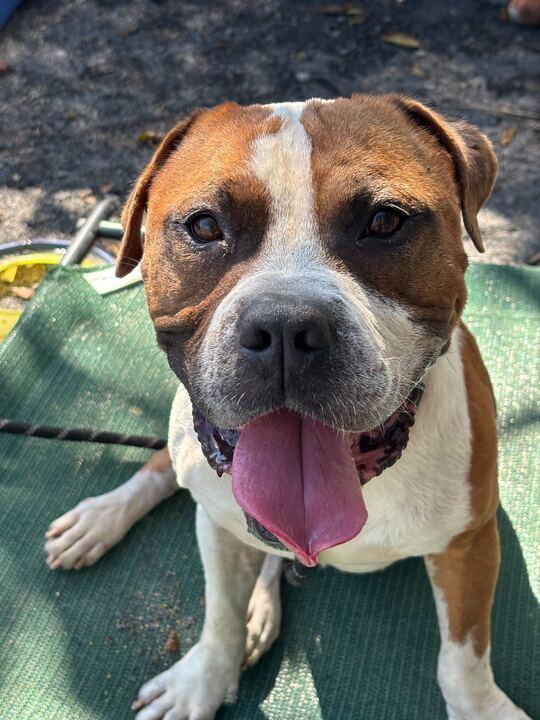 Happy, a Adoptable mixed breed in Conshohocken, PA image 2/6