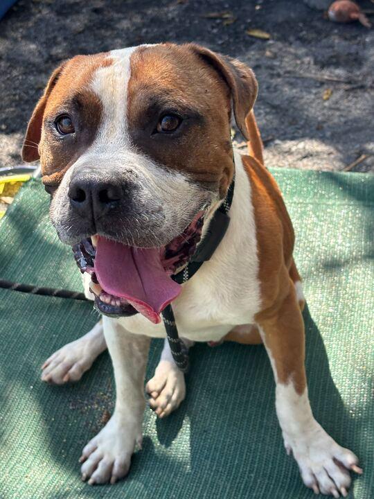 Happy, a Adoptable mixed breed in Conshohocken, PA image 3/6