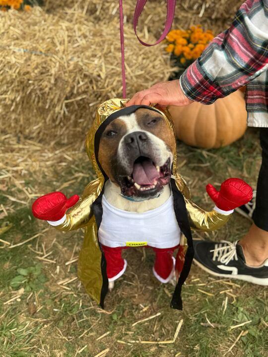 Happy, a Adoptable mixed breed in Conshohocken, PA image 6/6