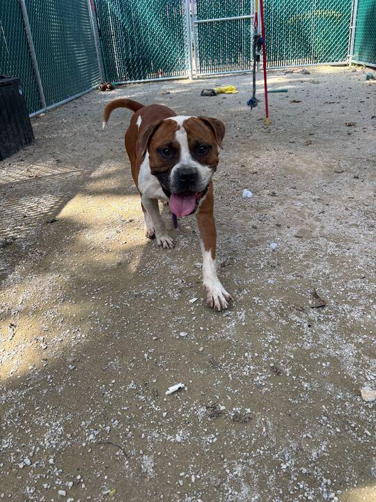 Happy, a Adoptable mixed breed in Conshohocken, PA image 4/6