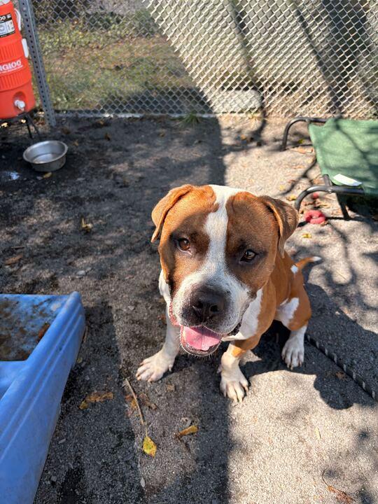 Happy, a Adoptable mixed breed in Conshohocken, PA image 5/6