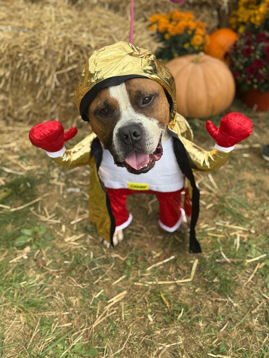 Happy, a Adoptable mixed breed in Conshohocken, PA image 1/6