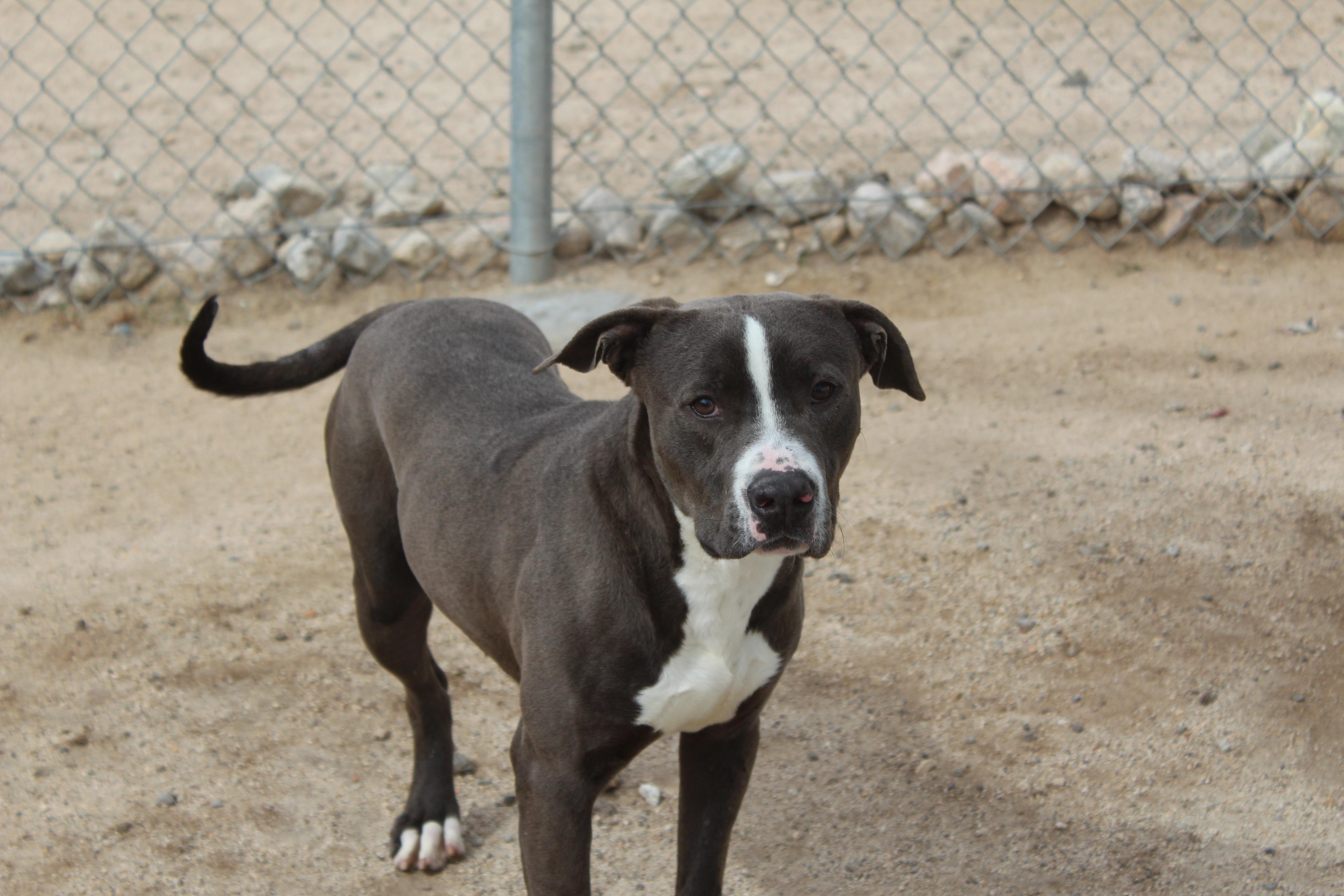 Enlarge Smokey, a ADOPTABLE Pit Bull Terrier in Yucca Valley, CA image 3/5