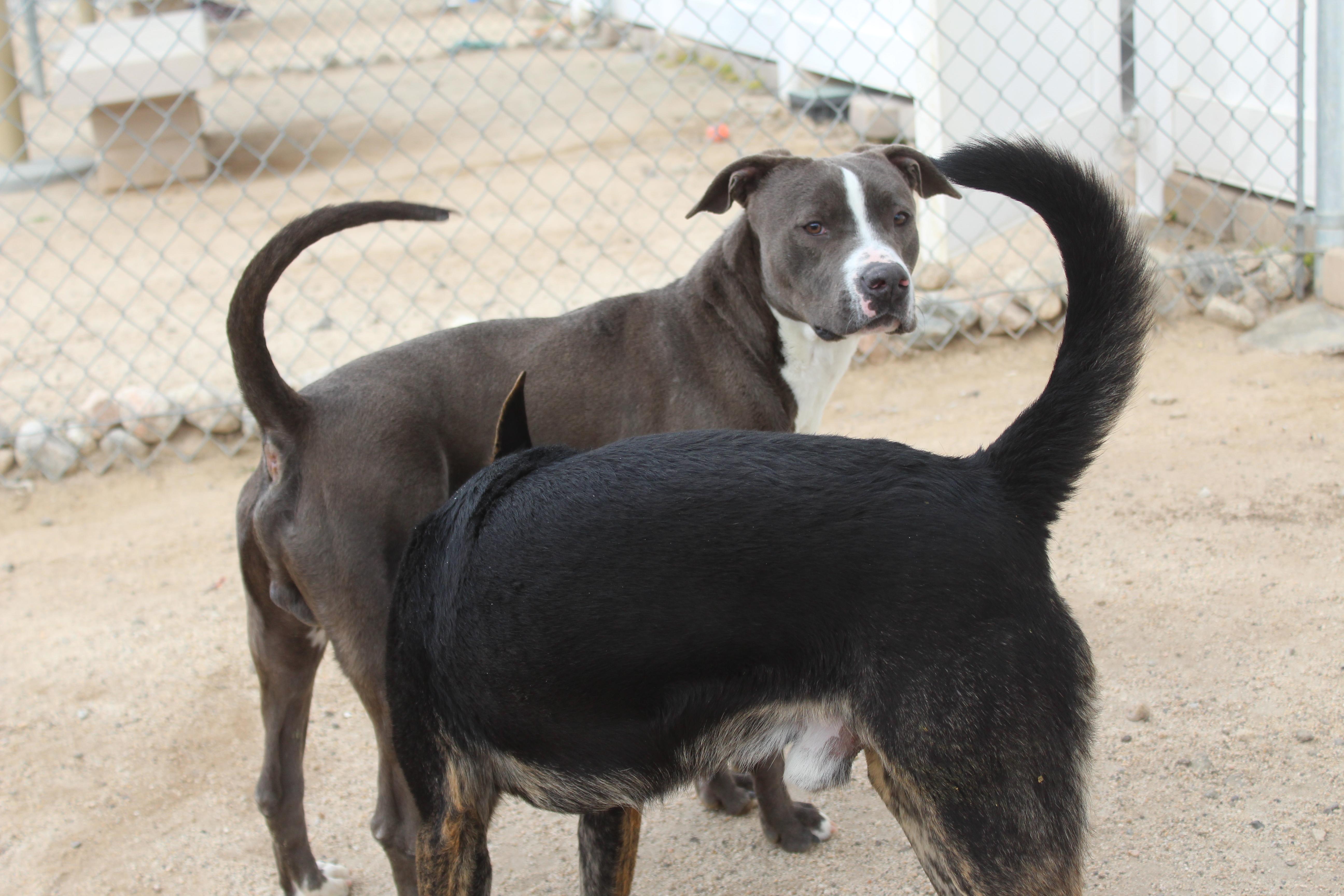 Enlarge Smokey, a ADOPTABLE Pit Bull Terrier in Yucca Valley, CA image 2/5