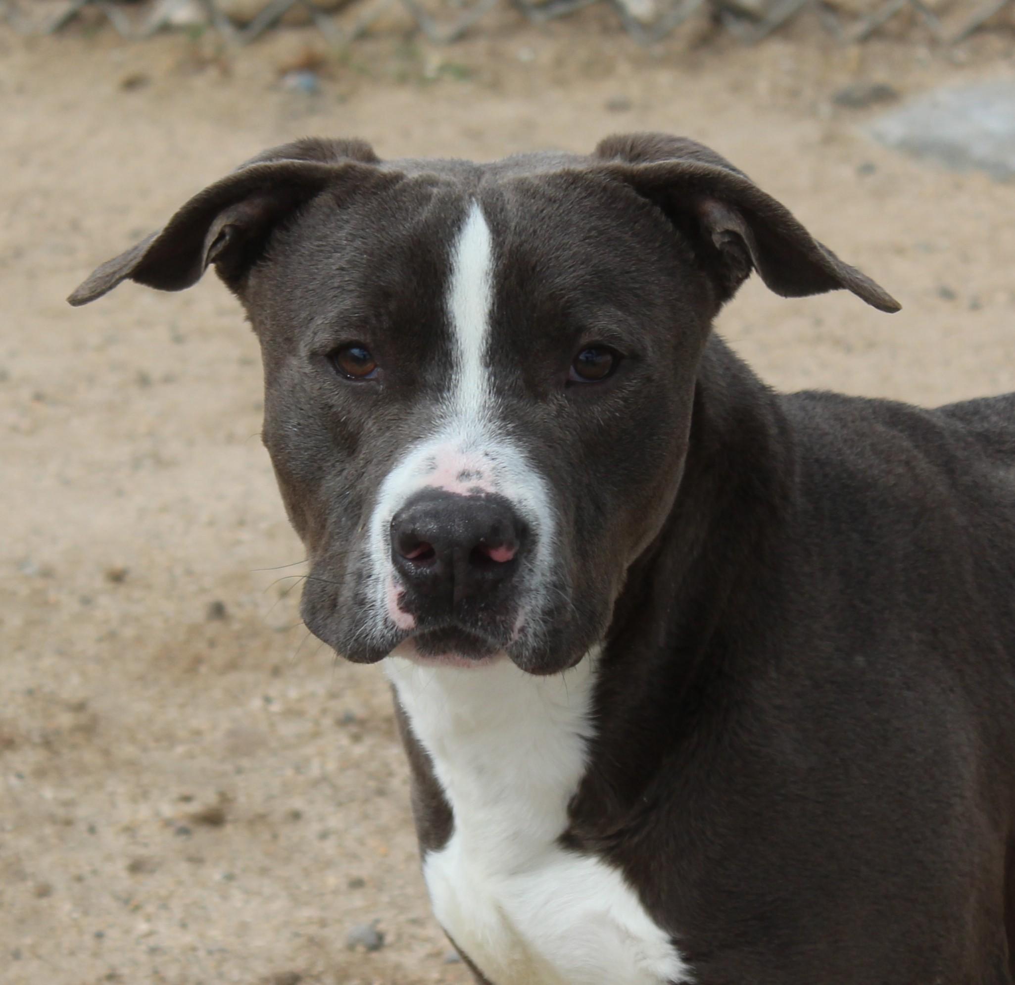 Smokey, ADOPTABLE, Young Male Pit Bull Terrier.