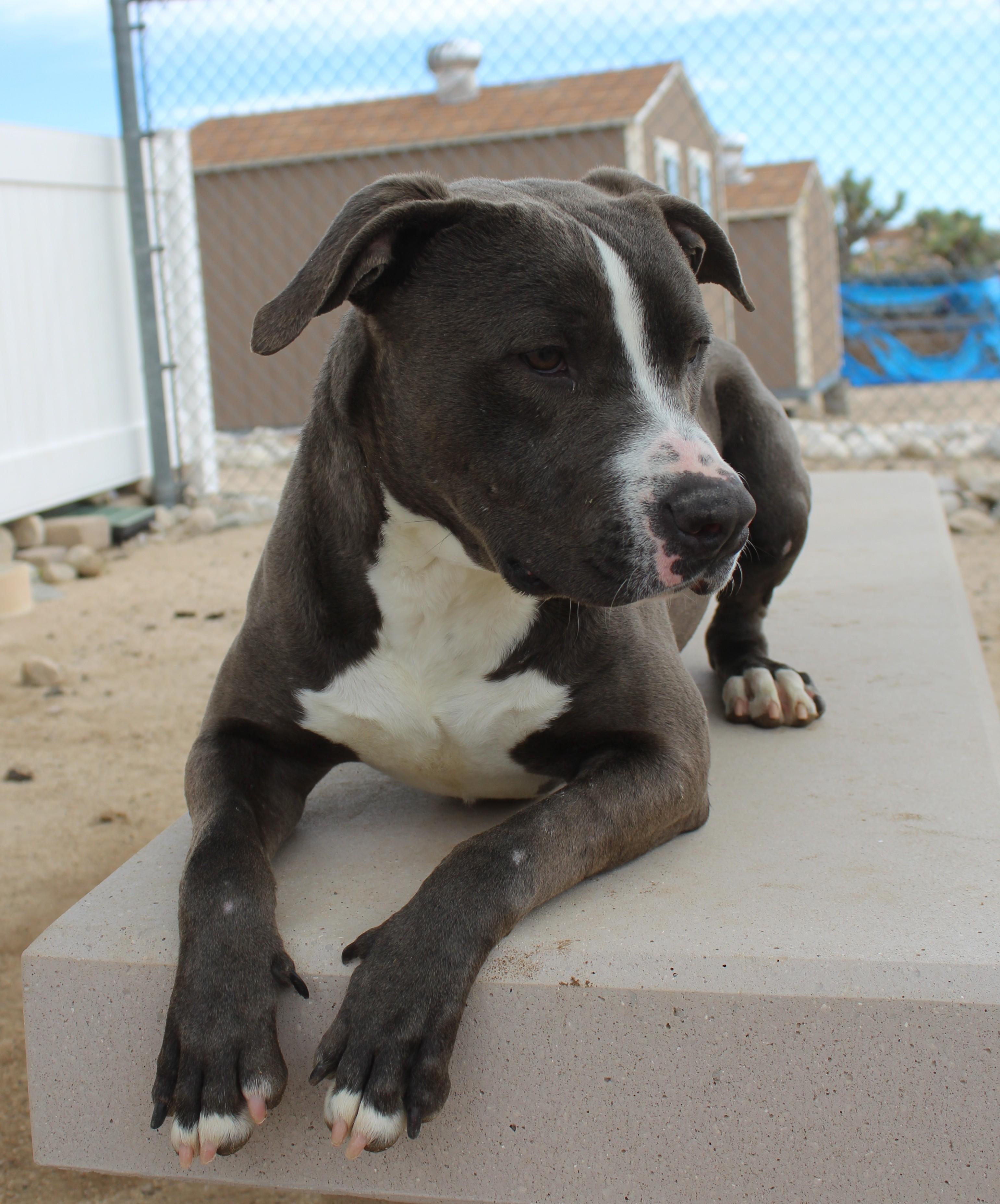 Enlarge Smokey, a ADOPTABLE Pit Bull Terrier in Yucca Valley, CA image 5/5