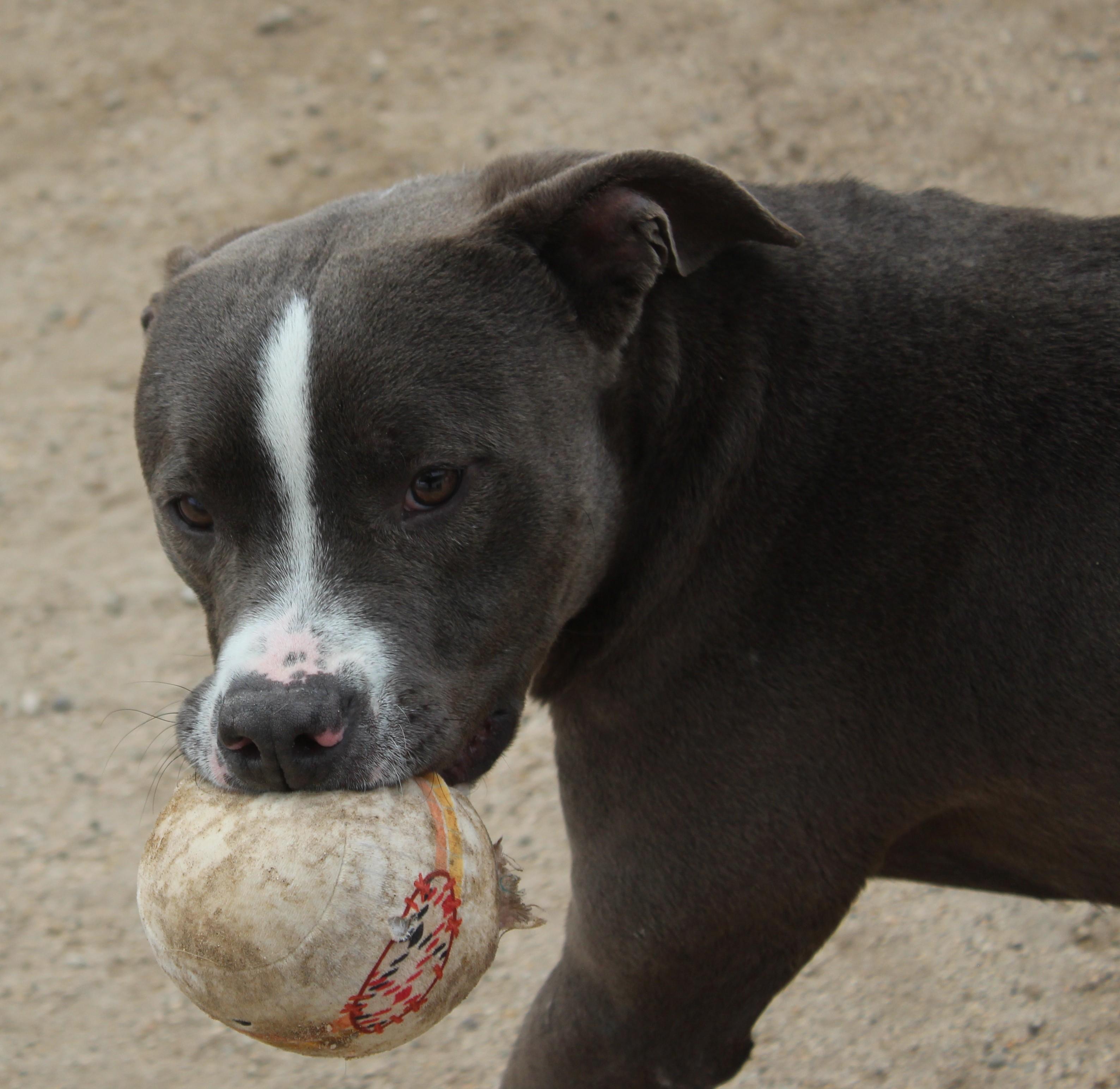Enlarge Smokey, a ADOPTABLE Pit Bull Terrier in Yucca Valley, CA image 4/5