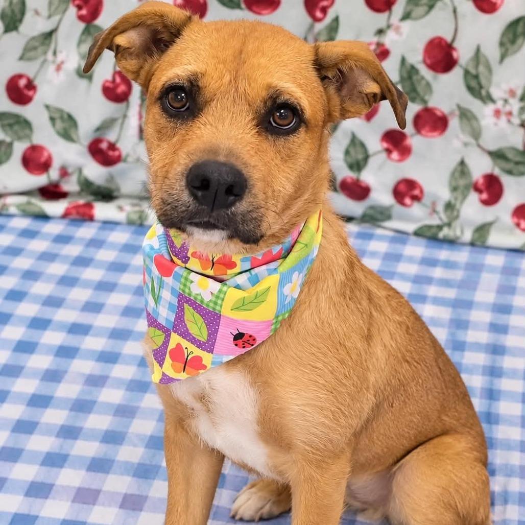Mazie, Adoptable, Adult Female Airedale Terrier.
