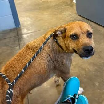 Enlarge Mazie, a Adoptable Airedale Terrier in Enterprise, AL image 2/2