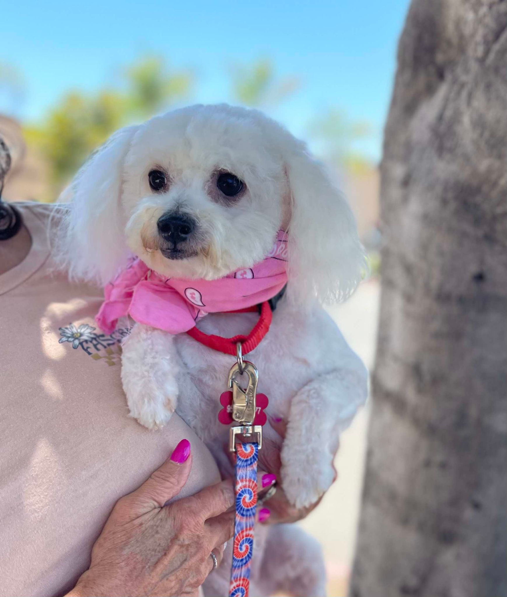 Penny Pickles, an adopted Bichon Frise in Murrieta, CA_image-1