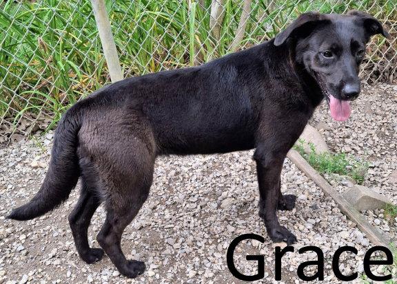 Grace, Adoptable, Adult Female Black Labrador Retriever & Shepherd.