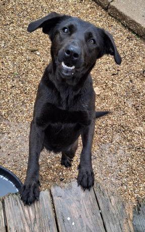 Grace, a Adoptable mixed breed in Mountain View, AR image 1/3