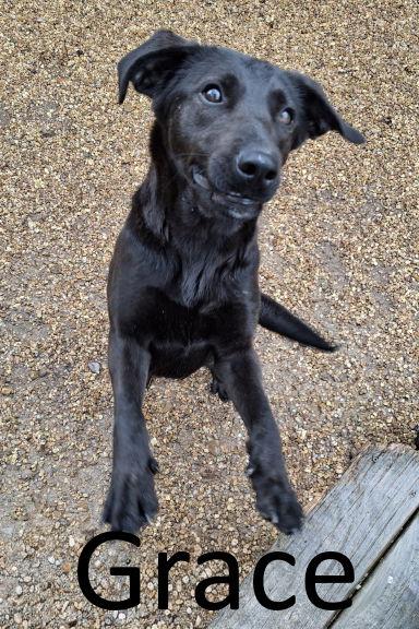 Grace, a Adoptable mixed breed in Mountain View, AR image 2/3