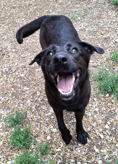 Grace, a Adoptable mixed breed in Mountain View, AR image 3/3
