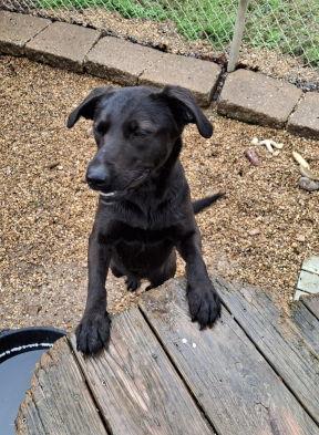 Grace, a Adoptable mixed breed in Mountain View, AR image 3/3