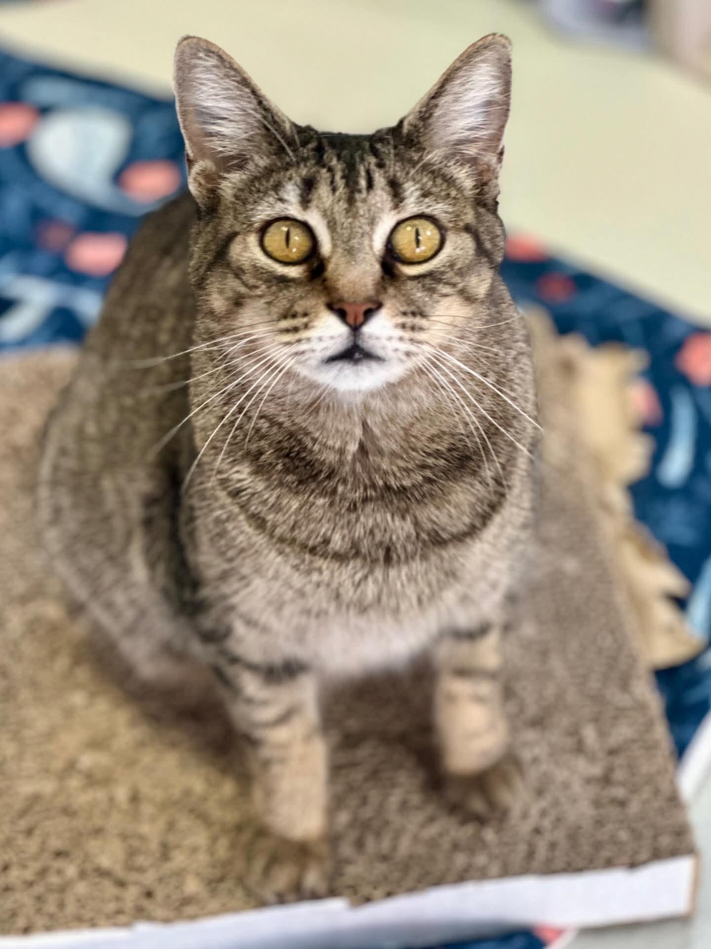 Enlarge Sawyer, a Adoptable mixed breed in Lakewood, CO image 1/4