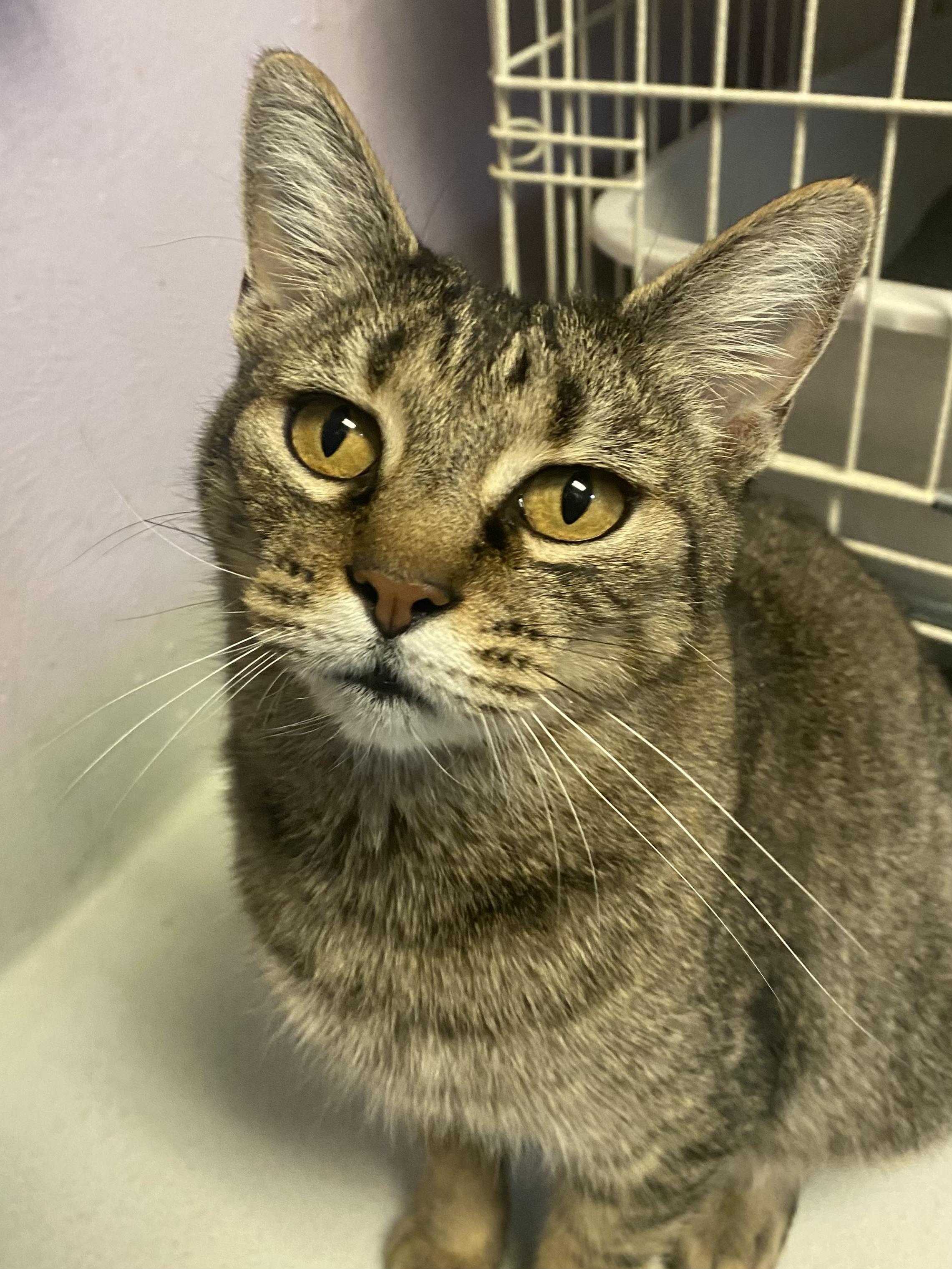 Enlarge Sawyer, a Adoptable mixed breed in Lakewood, CO image 2/4