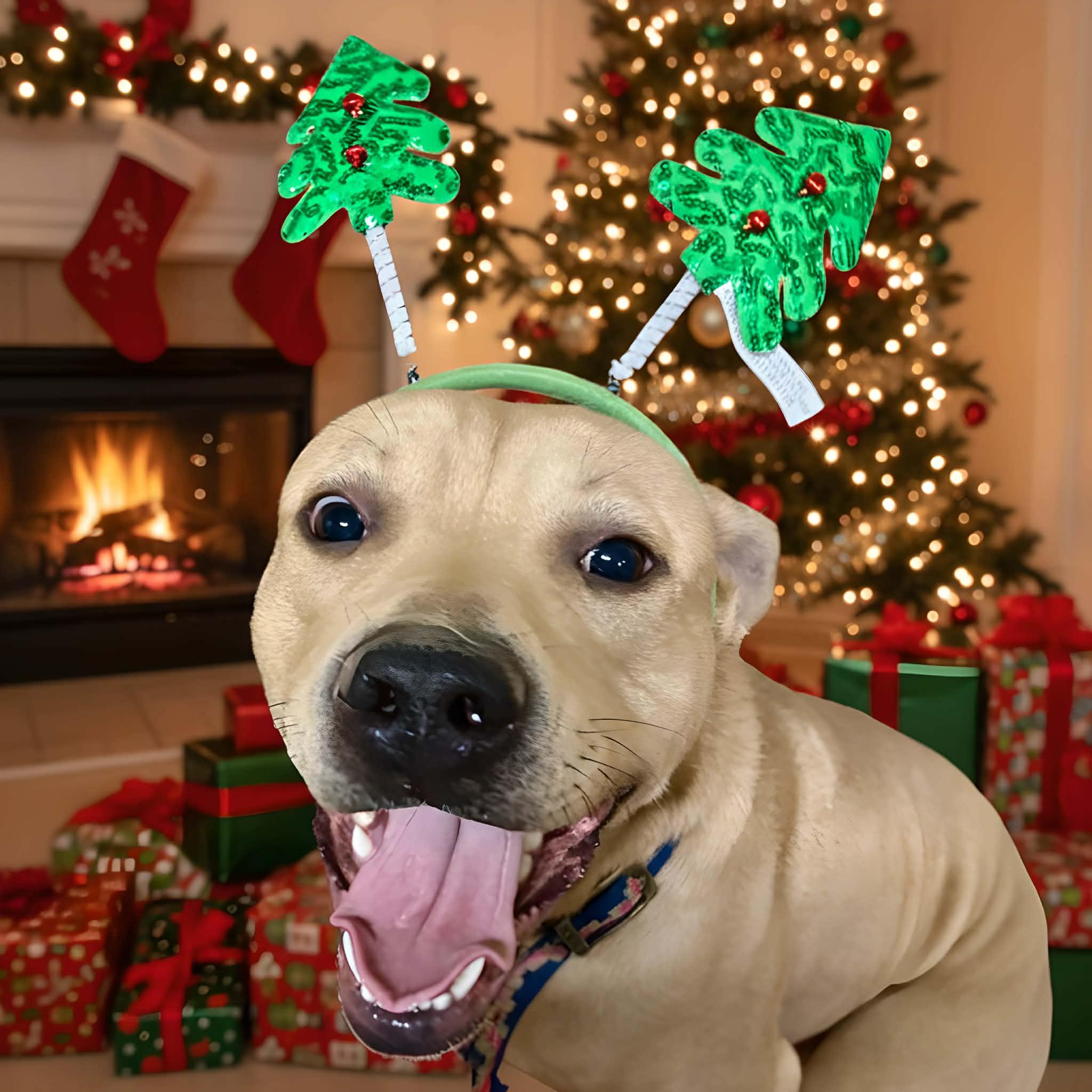 jack frost, ADOPTABLE, Young Male Mixed Breed.