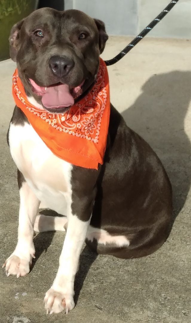 Enlarge BLUE - Super mellow boy! (NH56189), a Adoptable Pit Bull Terrier in Windham, NH image 2/6