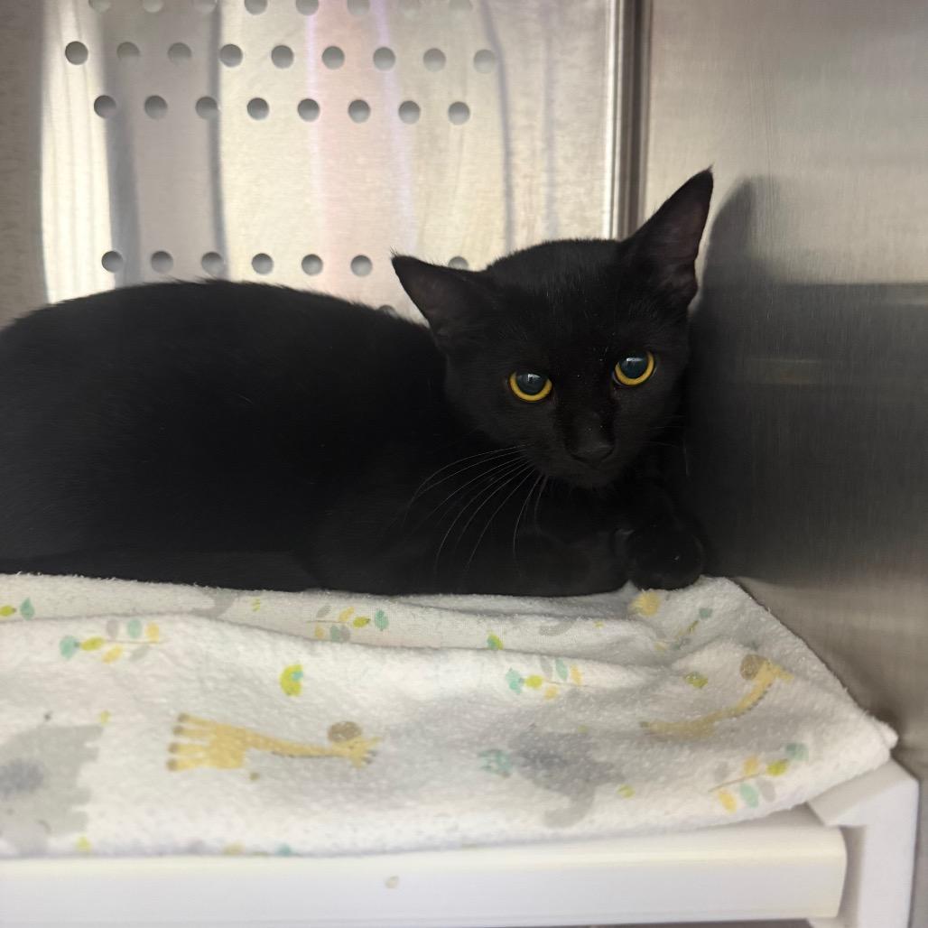 Attie, Adoptable, Young Female Domestic Short Hair.