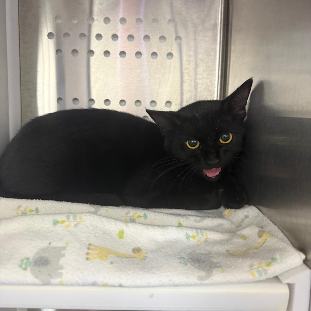 Enlarge Attie, a Adoptable Domestic Short Hair in Lake Panasoffkee, FL image 2/4