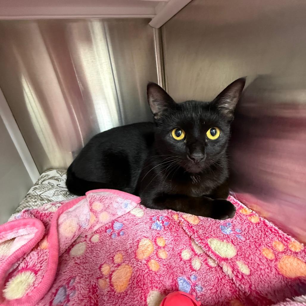 Enlarge Attie, a Adoptable Domestic Short Hair in Lake Panasoffkee, FL image 3/4