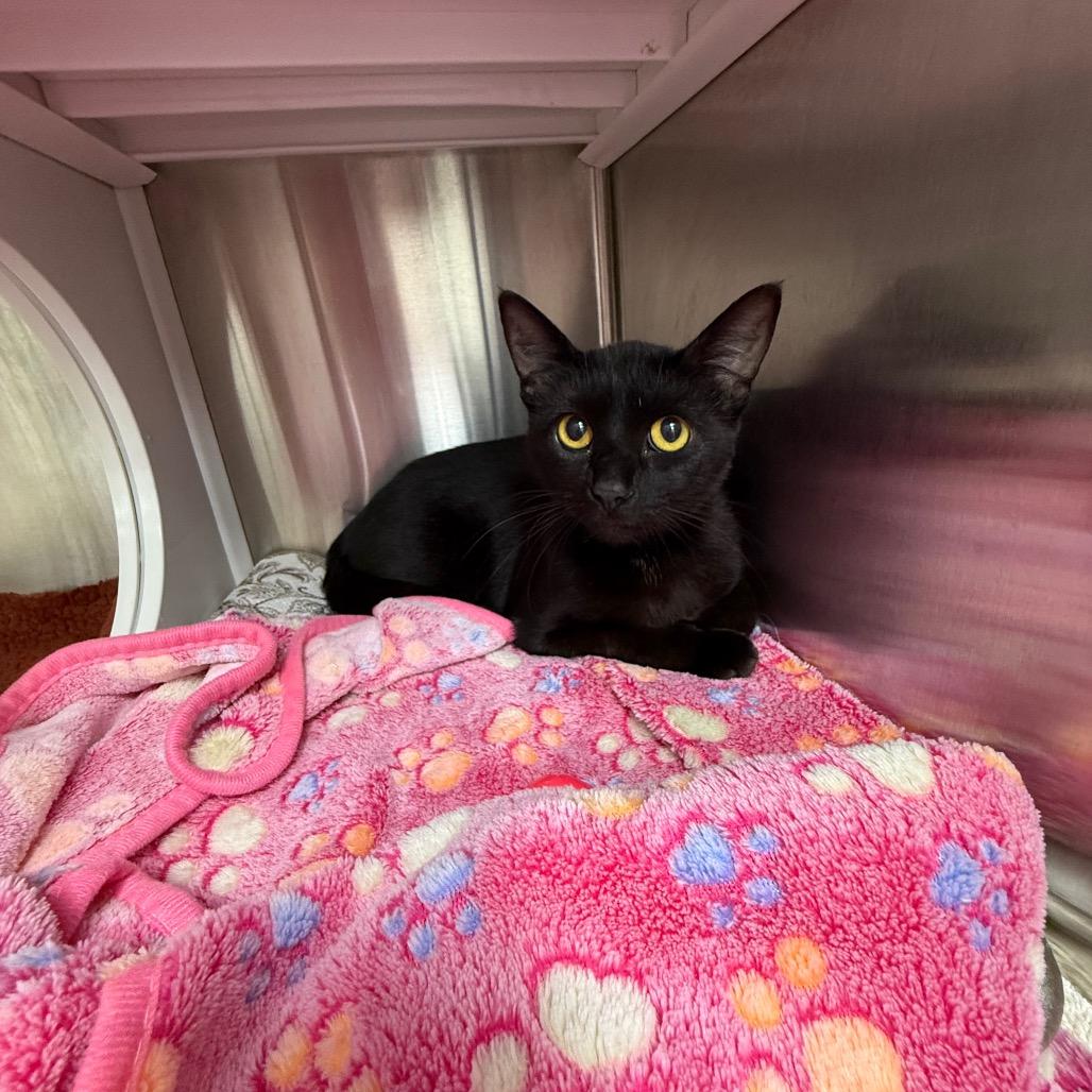 Enlarge Attie, a Adoptable Domestic Short Hair in Lake Panasoffkee, FL image 4/4