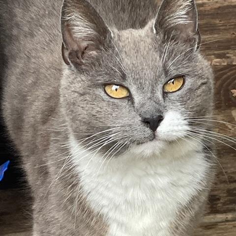 Gracie, a Adoptable Domestic Short Hair in Mauldin, SC image 3/5