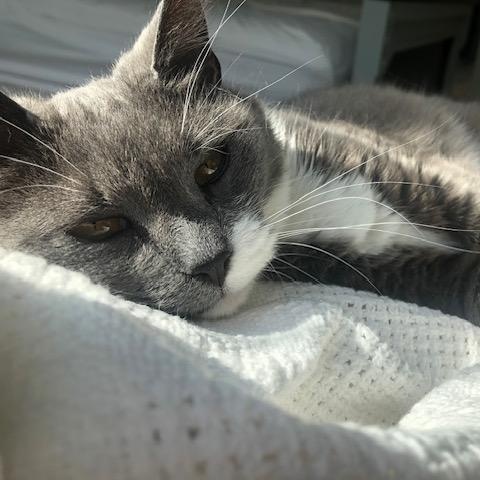 Gracie, Adoptable, Adult Female Domestic Short Hair.