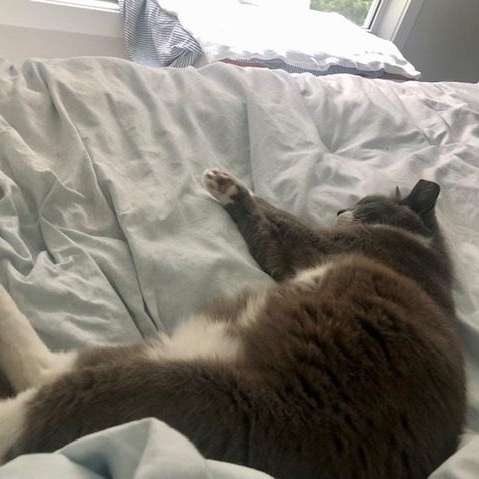 Gracie, a Adoptable Domestic Short Hair in Mauldin, SC image 5/5