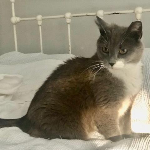 Gracie, a Adoptable Domestic Short Hair in Mauldin, SC image 4/5