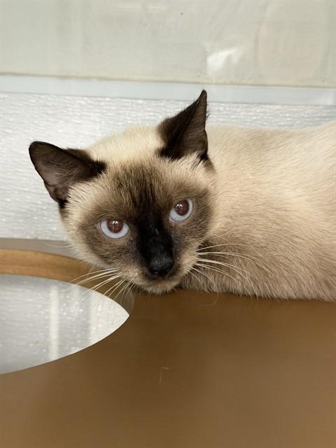 DAISY, Adoptable, Young Female Siamese.