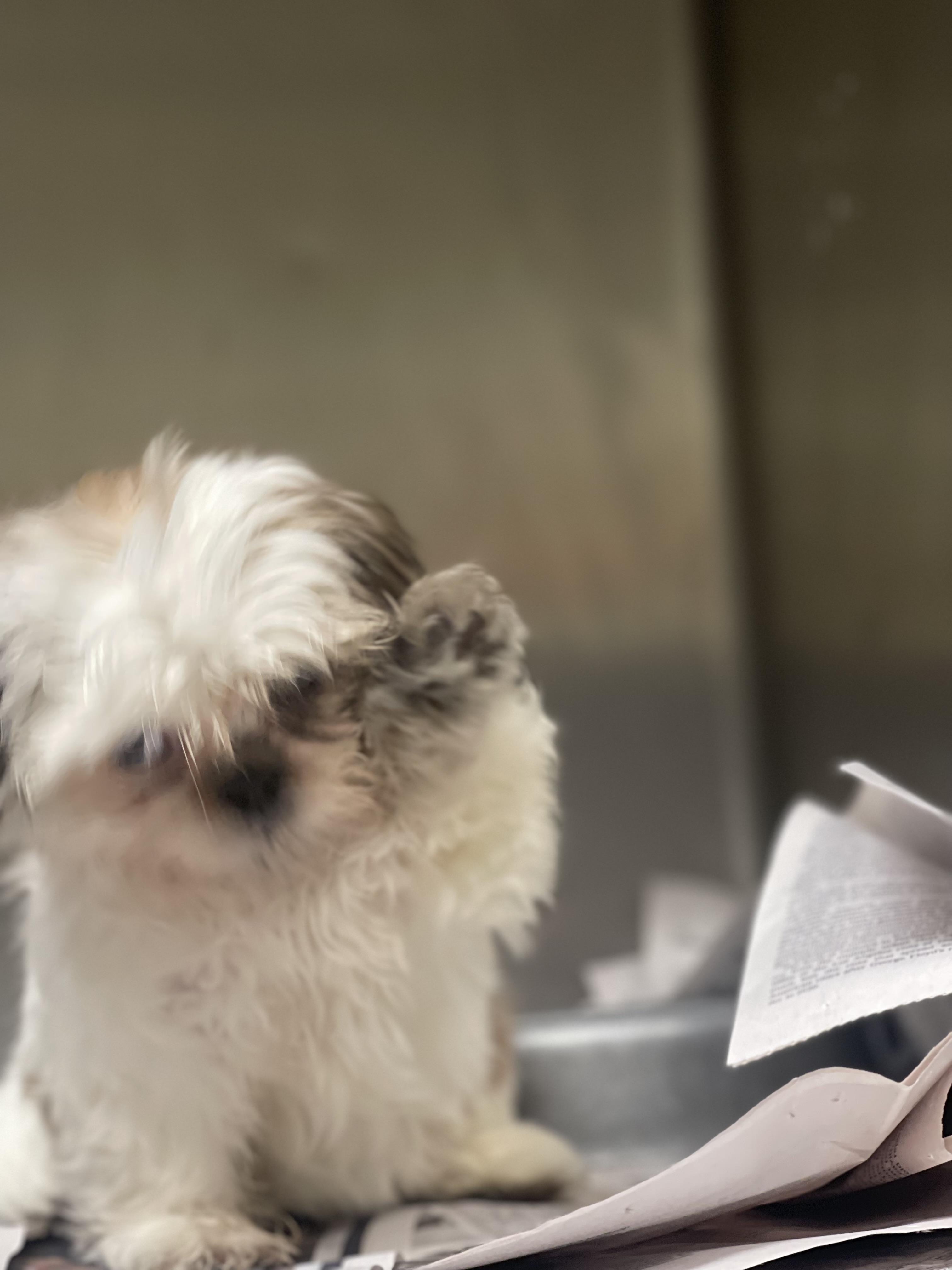 Enlarge Rosie , a ADOPTABLE Shih Tzu in Northlake, IL image 2/5