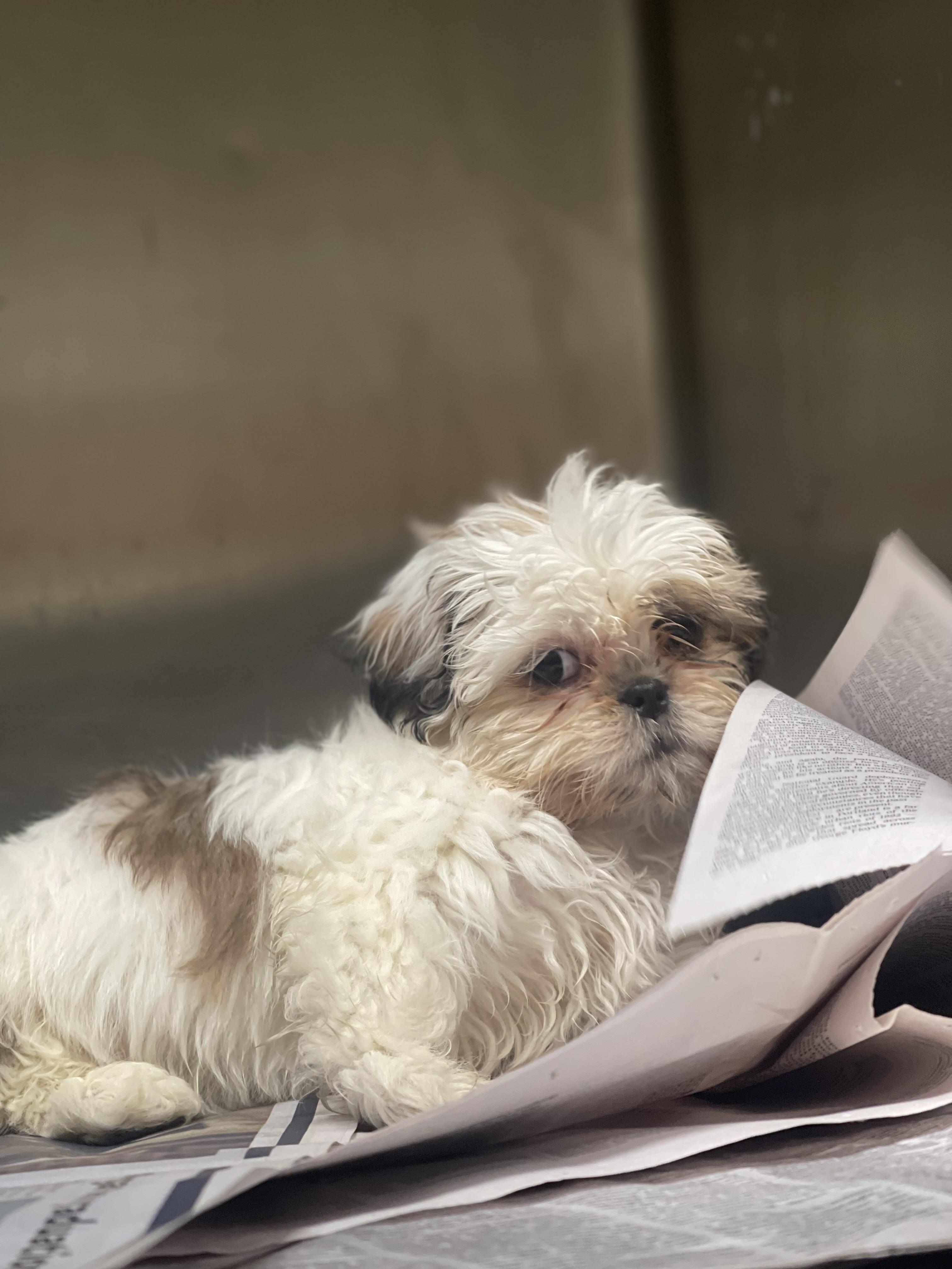 Enlarge Rosie , a ADOPTABLE Shih Tzu in Northlake, IL image 3/5