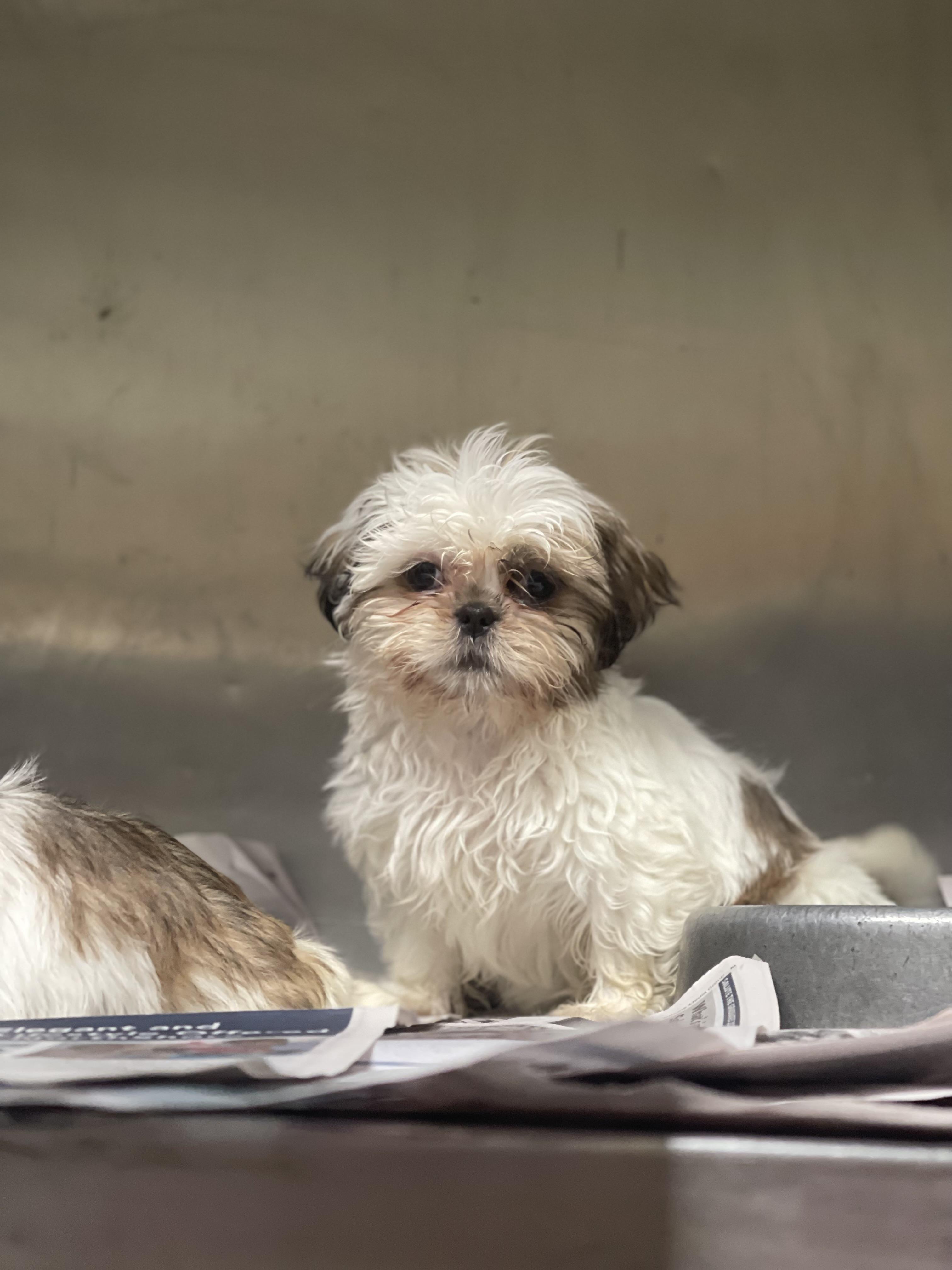Rosie , ADOPTABLE, Puppy Female Shih Tzu.