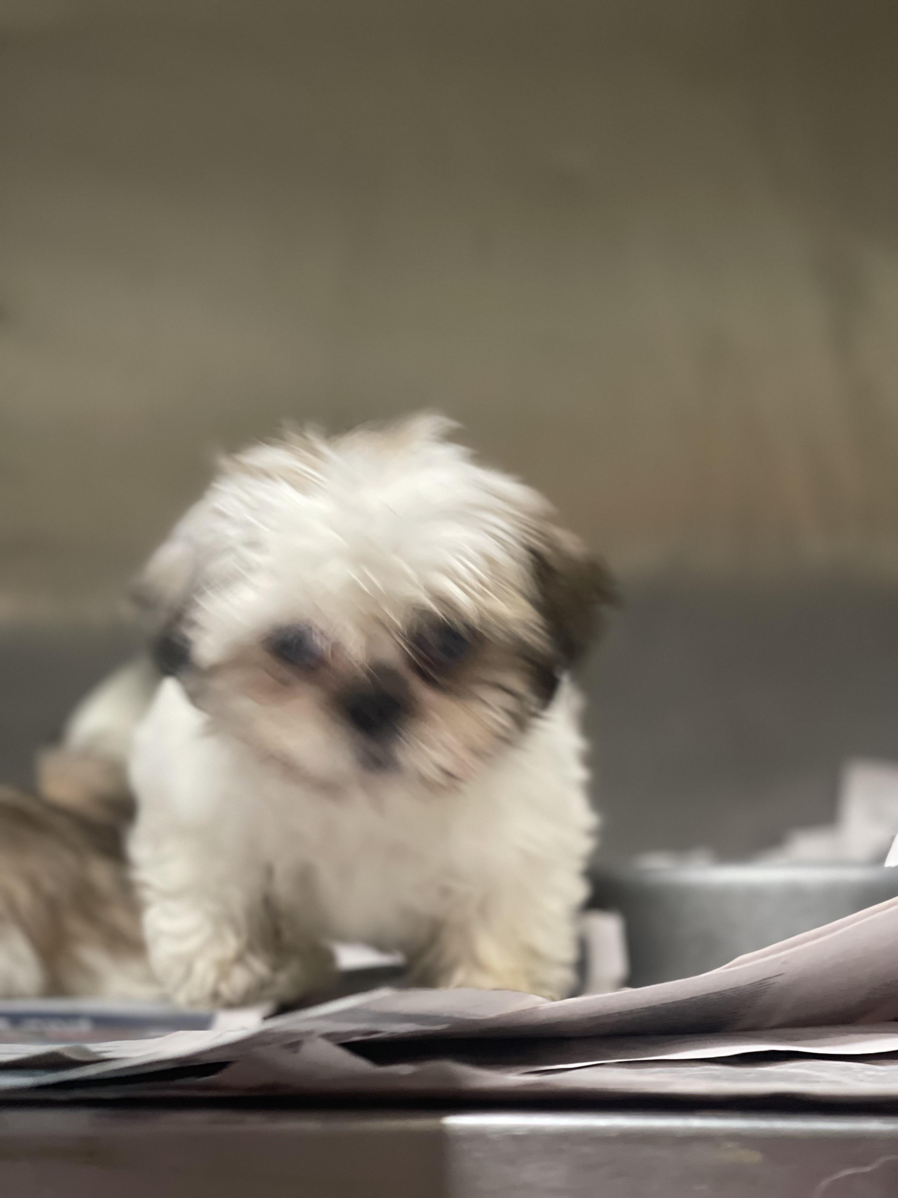 Enlarge Rosie , a ADOPTABLE Shih Tzu in Northlake, IL image 5/5