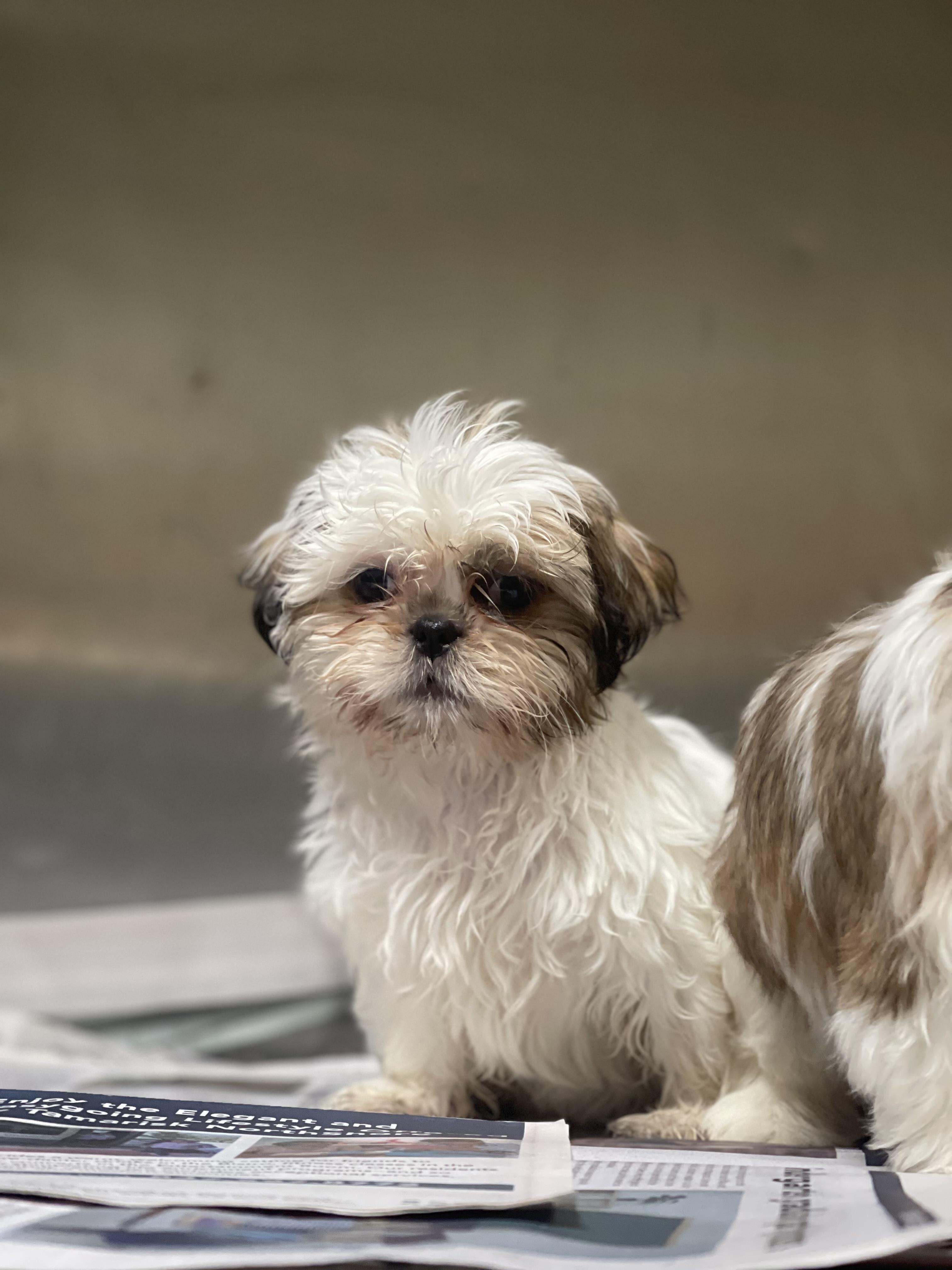 Enlarge Rosie , a ADOPTABLE Shih Tzu in Northlake, IL image 4/5