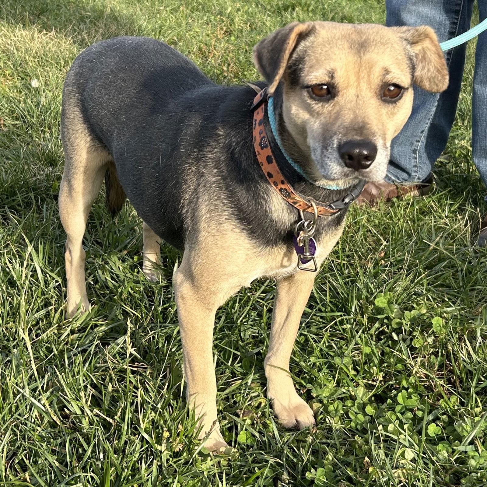 Enlarge Patsy Puggle, a Adoptable mixed breed in Norwood, OH image 1/1