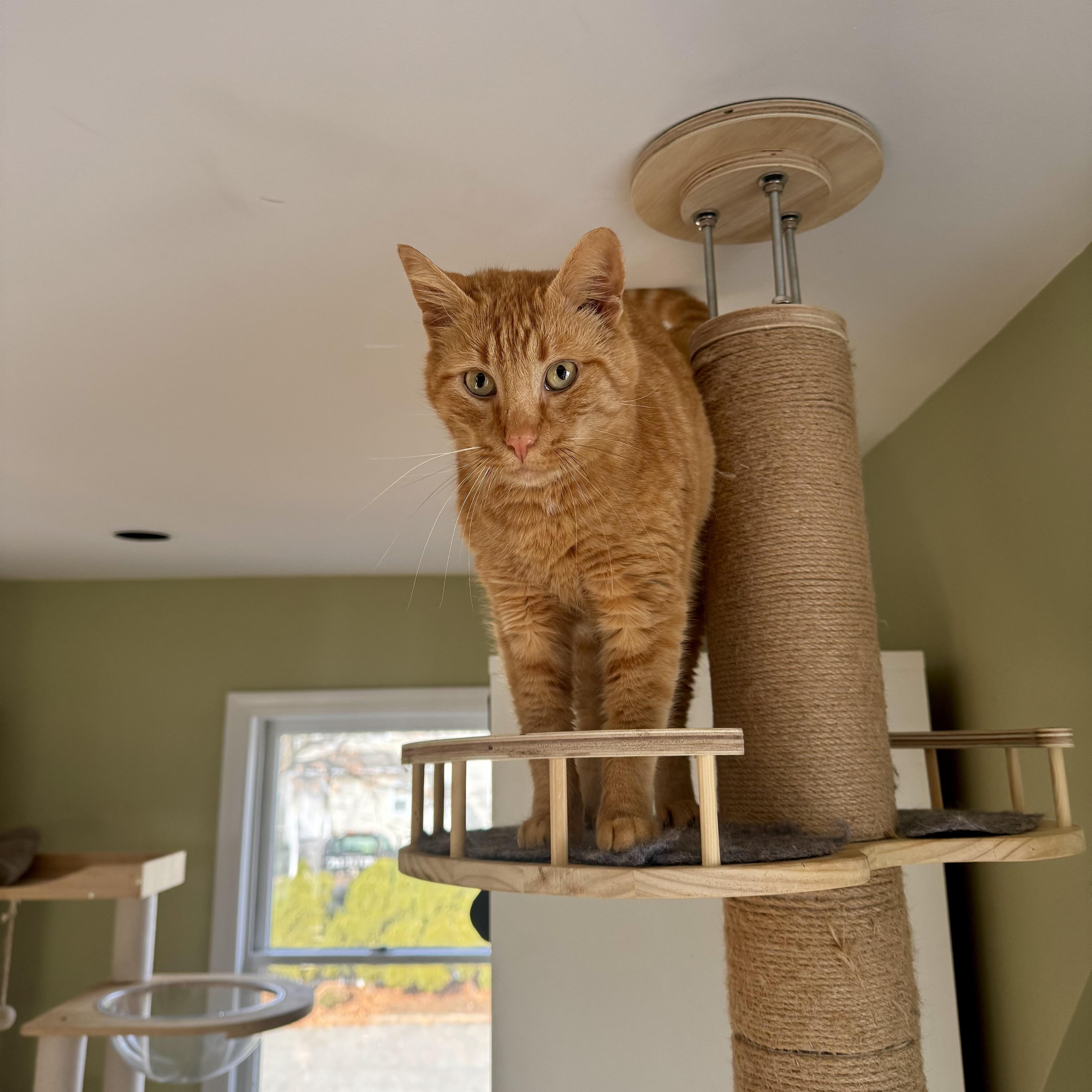 Enlarge Baguette , a ADOPTABLE Domestic Short Hair in Ramsey, NJ image 2/4