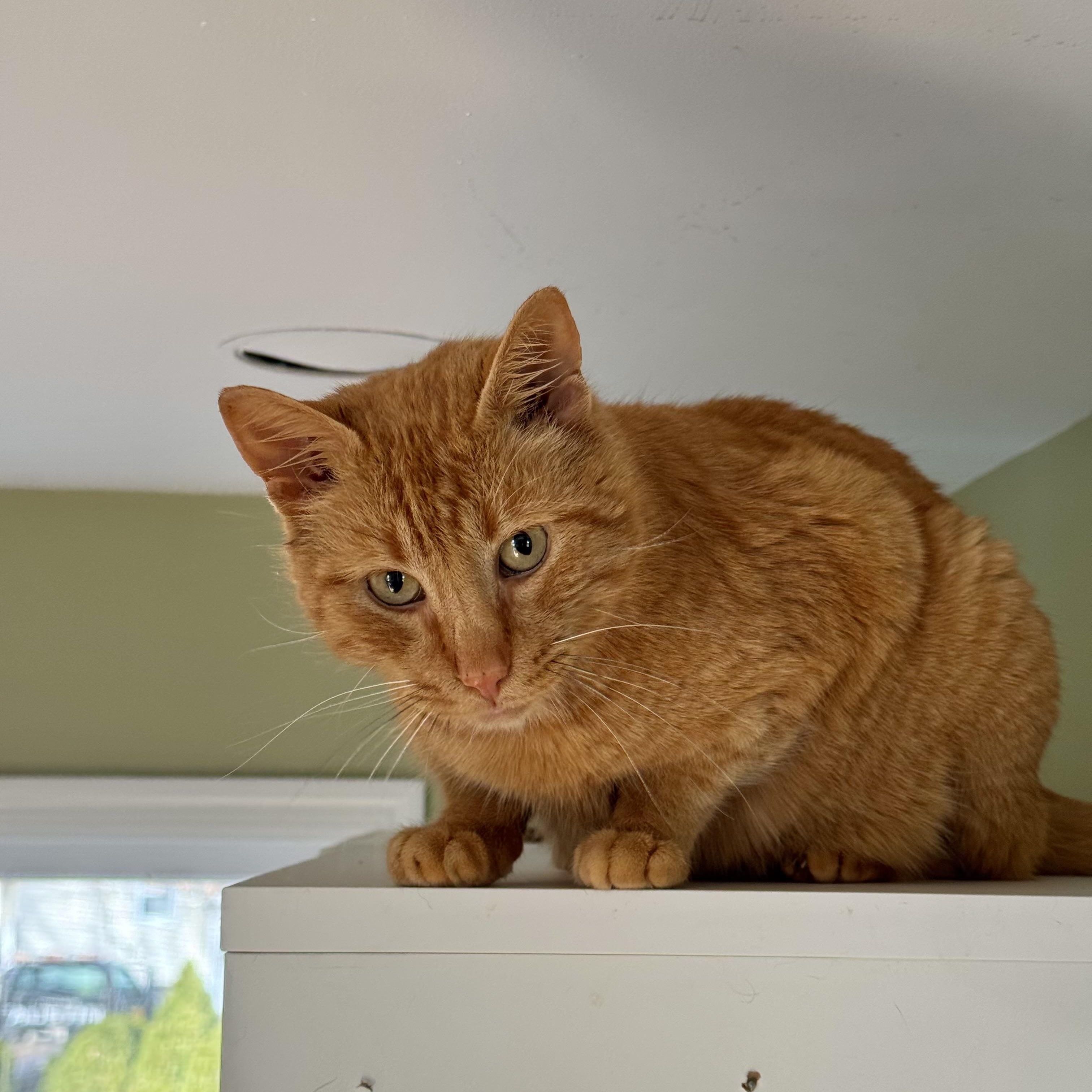 Enlarge Baguette , a ADOPTABLE Domestic Short Hair in Ramsey, NJ image 3/4