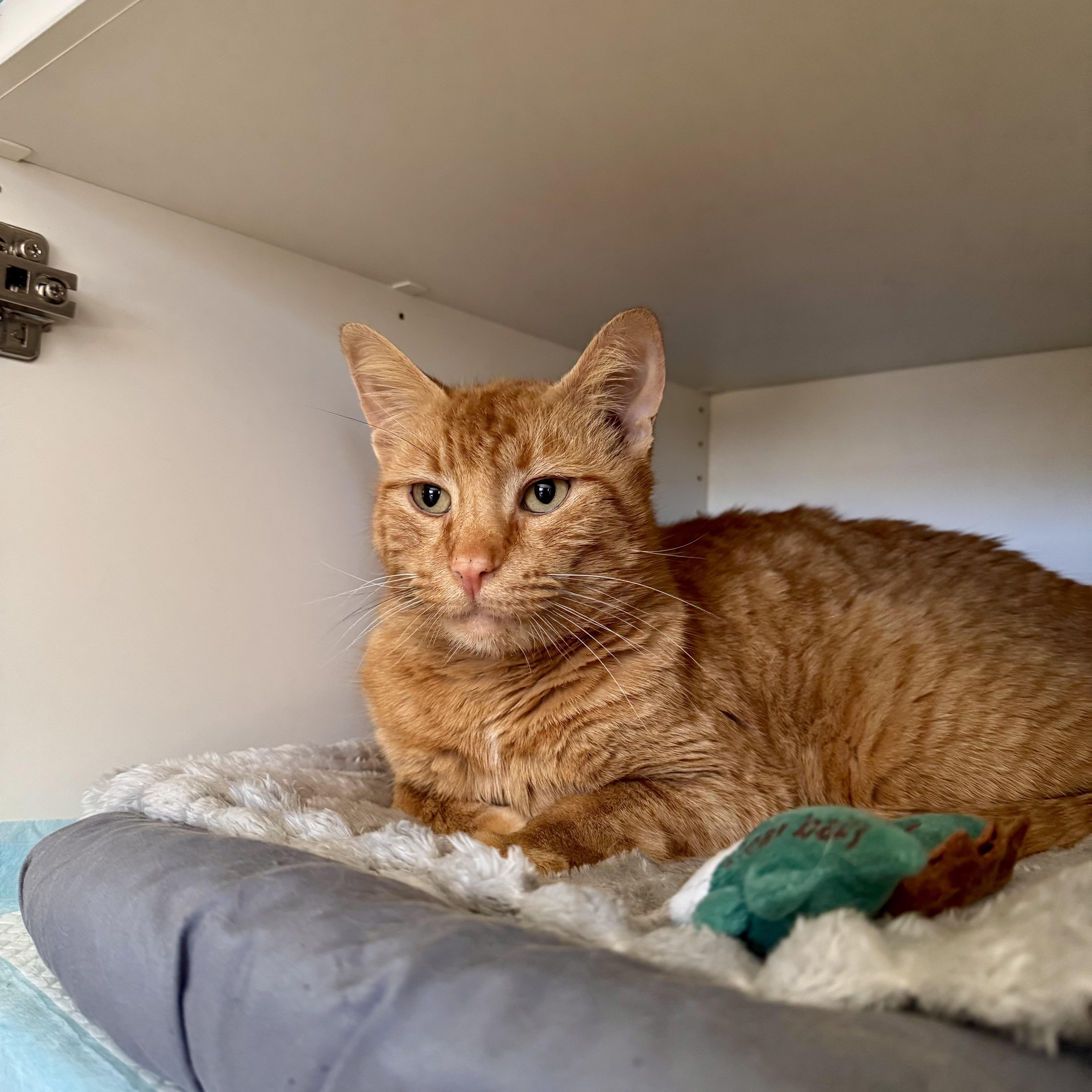 Enlarge Baguette , a ADOPTABLE Domestic Short Hair in Ramsey, NJ image 4/4