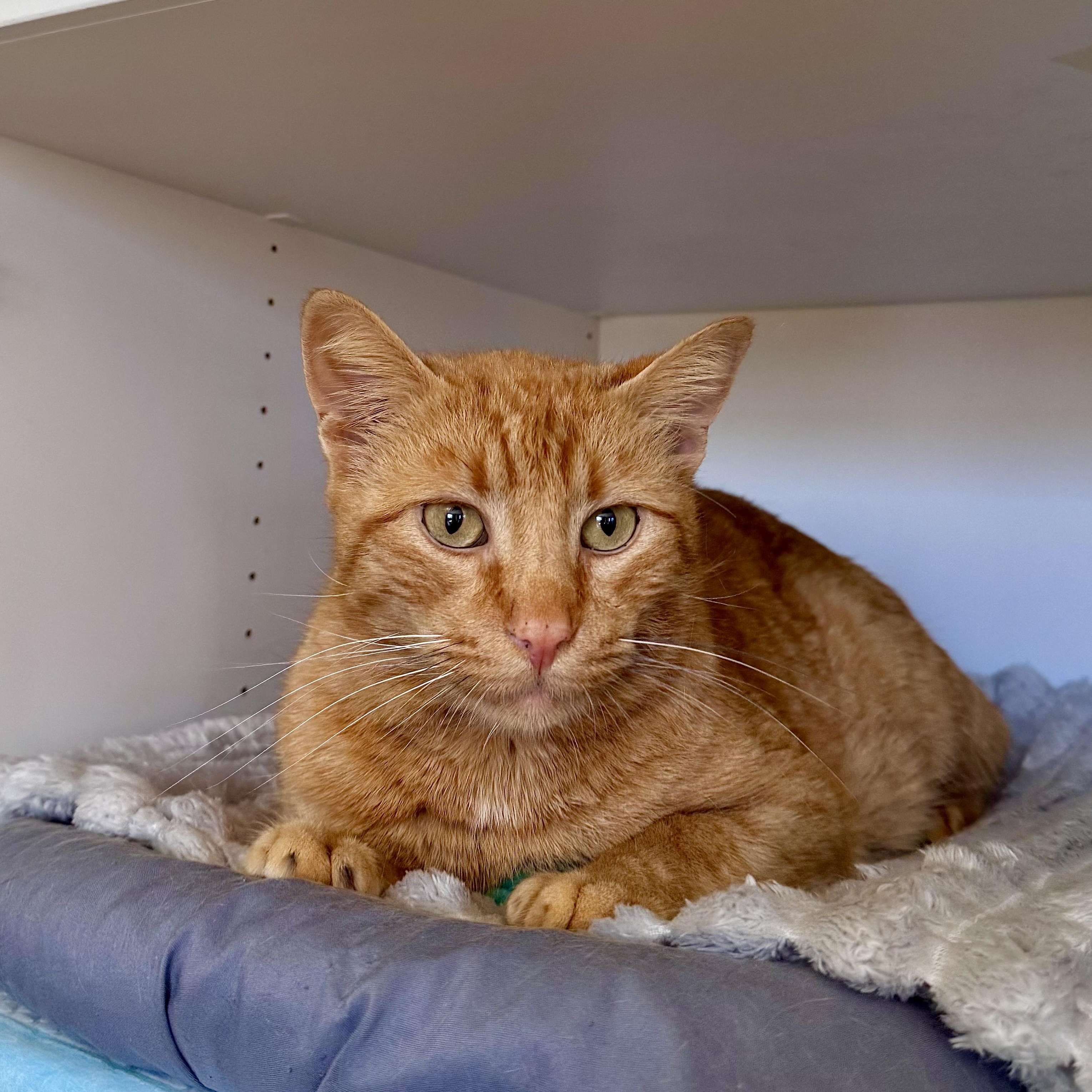 Baguette , ADOPTABLE, Adult Male Domestic Short Hair.