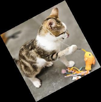 Enlarge Chip, a Adoptable Domestic Short Hair in Evans City, PA image 2/2