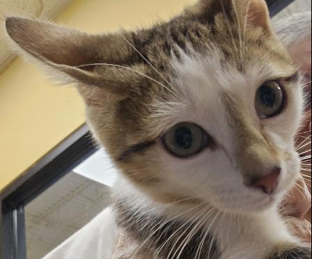 Chip, Adoptable, Kitten Female Domestic Short Hair.