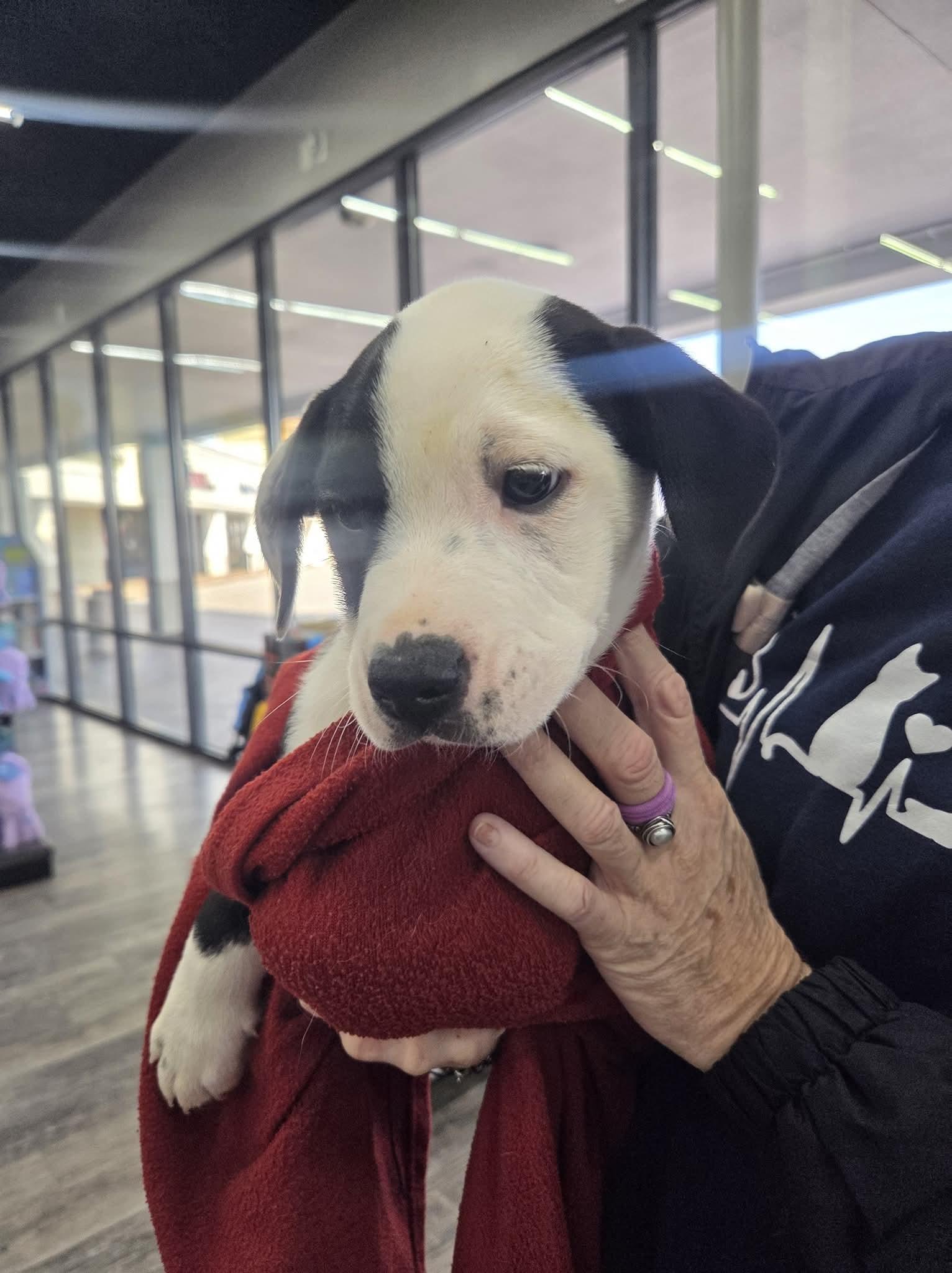 Bubbles, ADOPTABLE, Young Male Hound.