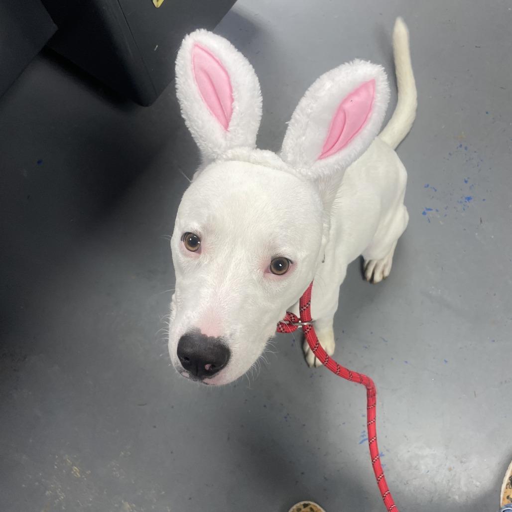 Dopey, Adoptable, Adult Male Pit Bull Terrier.